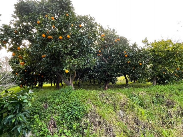 زمین و خانه روستایی برای فروش در لفکه، آماده پیشنهاد برای فروش یا فروش مستقیم توسط مالک و بازرگانی