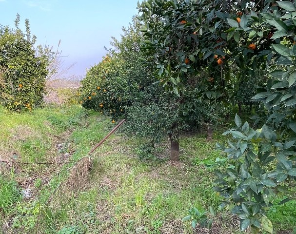 زمین و خانه روستایی برای فروش در لفکه، آماده پیشنهاد برای فروش یا فروش مستقیم توسط مالک و بازرگانی