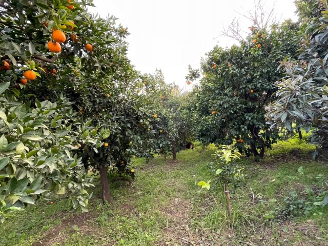 زمین و خانه روستایی برای فروش در لفکه، آماده پیشنهاد برای فروش یا فروش مستقیم توسط مالک و بازرگانی