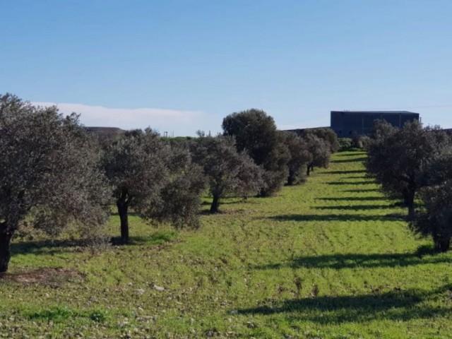 Kyrenia / Şirinevler Abschnitt 96 Grundstück zum Verkauf
