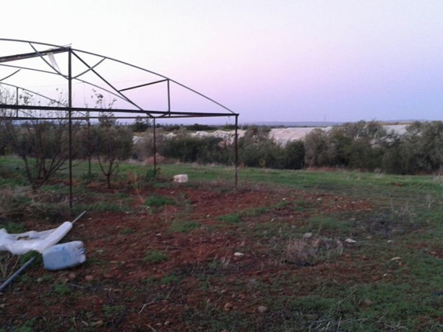 Field For Sale in Güzelyurt Merkez, Guzelyurt