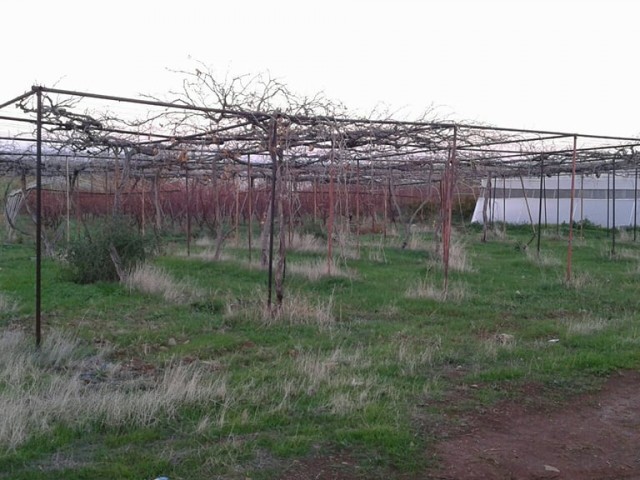 Field For Sale in Güzelyurt Merkez, Guzelyurt