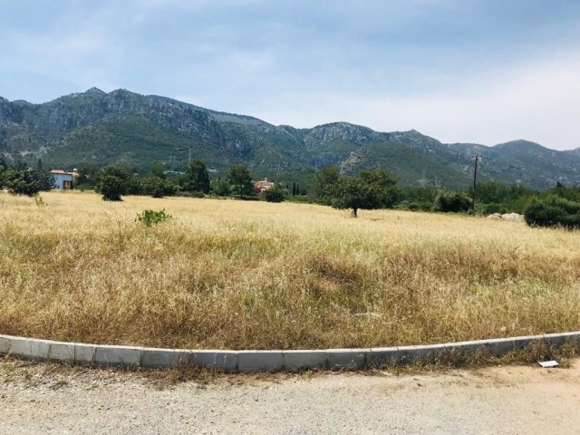 With Limited Availability Of Land In Catalkoy, These Plots Of Land totaling 2 Donum 3 Evlek Are Most Valuable and Located In A Very Desirable Location Close To The Well Known Olive