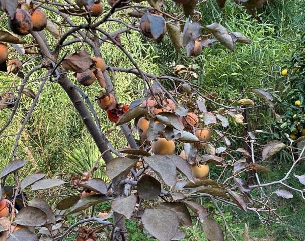 ویلا برای اجاره in Lapta, گیرنه