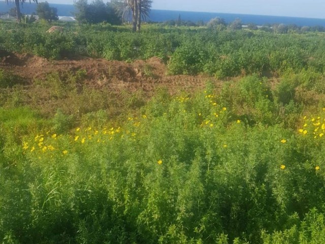 Ein halbes Hektar großes Grundstück mit Meerblick zum Verkauf in Tatlısu