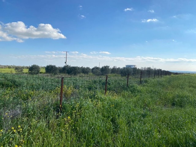 ZU VERKAUFEN - BAUERNHAUS 8 DONUM LAND UND 200+ BÄUME MIT KAUFMÖGLICHKEIT