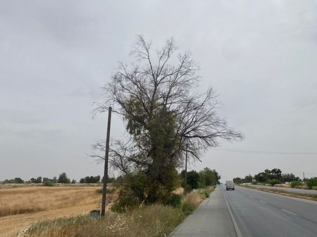 AN DER HAUPTSTRAßE -LED-MAG - Mehrzweckgrundstück in Wohn- und Gewerbelage, Investitionsmöglichkeit mit schneller Rendite