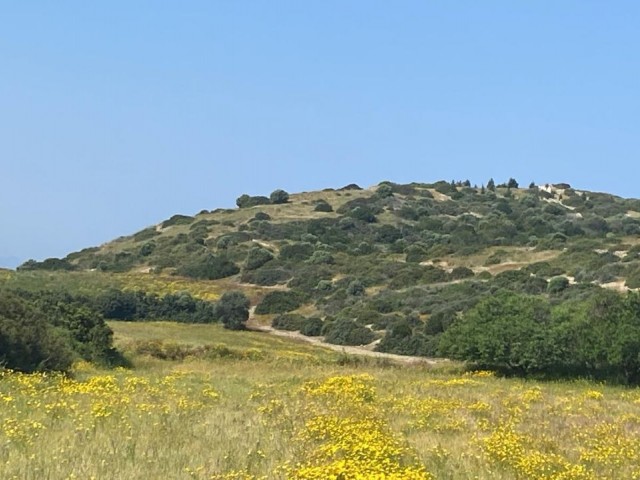 Поле Rasprodazha in Balalan, Искеле