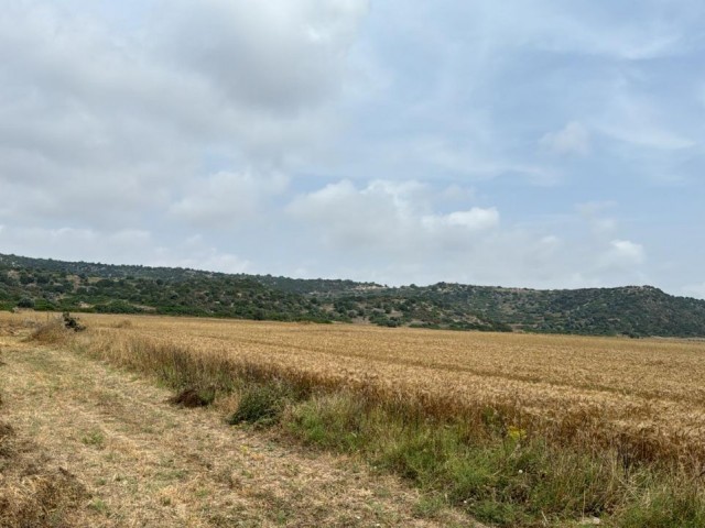 INVESTMENT OPPORTUNITY IN LAND, PURCHASING OPPORTUNITY THAT WILL MAKE A PREMIUM FOR THE FUTURE, THERE IS AN OFFICIAL ROAD