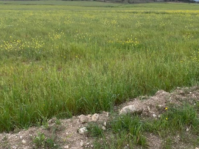 Feld Zu verkaufen in Yıldırım, Famagusta