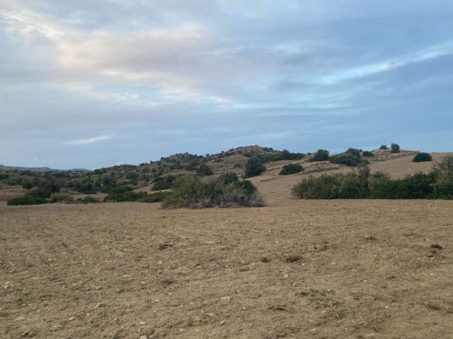 رشته برای فروش in Yarköy, ایسکله