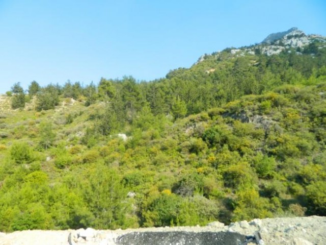 orijinal turkish  title deed forsale in catalkoy in northcyprus