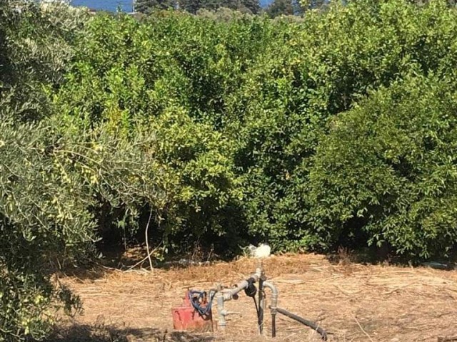 Acil Satılık Lefke Avrupa Universitesi yolunda  Esdeger koçanlı Dağ ve deniz manzarali  Fasıl 96 6 dönüm 1 evlek  Portakal ve zeytin  ağacları ile dolu arazi satılıktır.  Fiyat 200.000 sterlin. Îletişim  05338422526