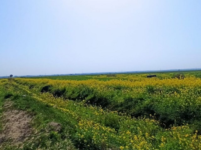 Kapitel 96 Türkisches Ackerland in Düzova