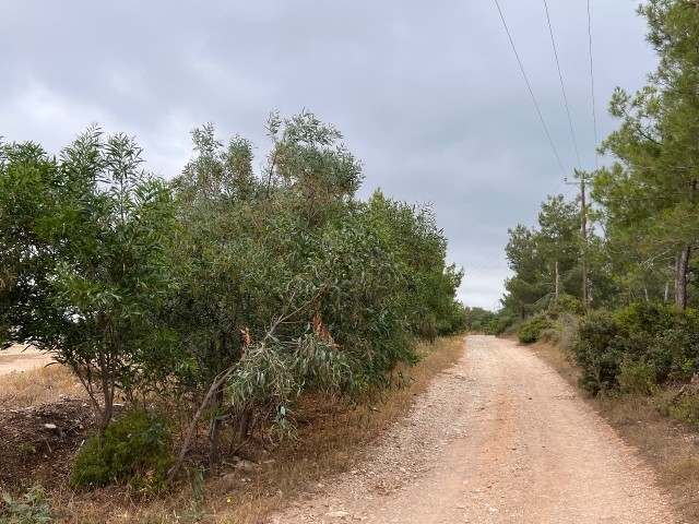 Girne Bellepais'te, satılık 5800m² eşdeğer koçanlı arsa!