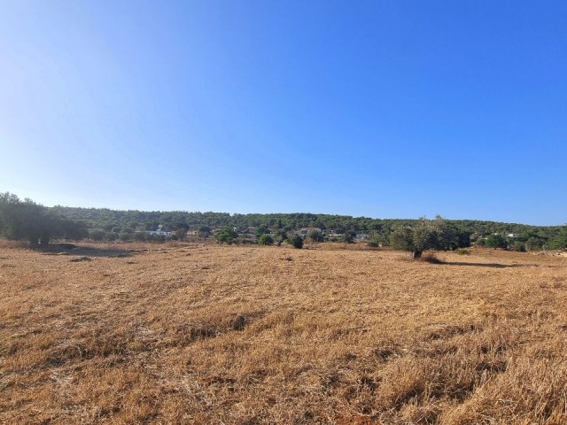 8000 M2 OF LAND, WITH %35 BUILDING PERMIT AND OLD VILLAGE HOUSE