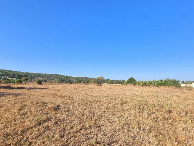 8000 M2 OF LAND, WITH %35 BUILDING PERMIT AND OLD VILLAGE HOUSE