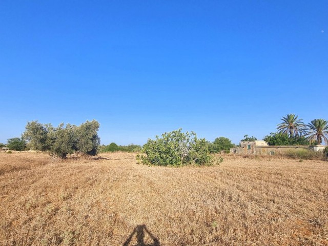 8000 M2 OF LAND, WITH %35 BUILDING PERMIT AND OLD VILLAGE HOUSE