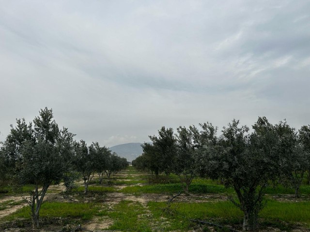 Exclusive From Redstone Island, Sole Authorized Field With 1100 Mature Olive Trees Within 25.5 Acres In Düzova Region