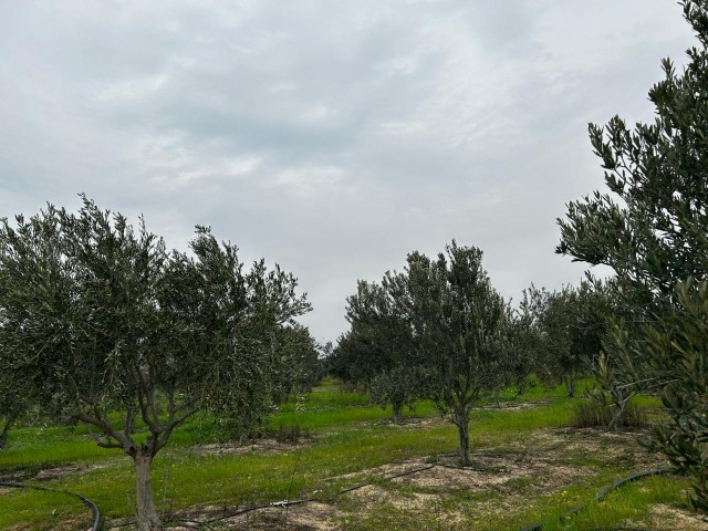 Exclusive From Redstone Island, Sole Authorized Field With 1100 Mature Olive Trees Within 25.5 Acres In Düzova Region