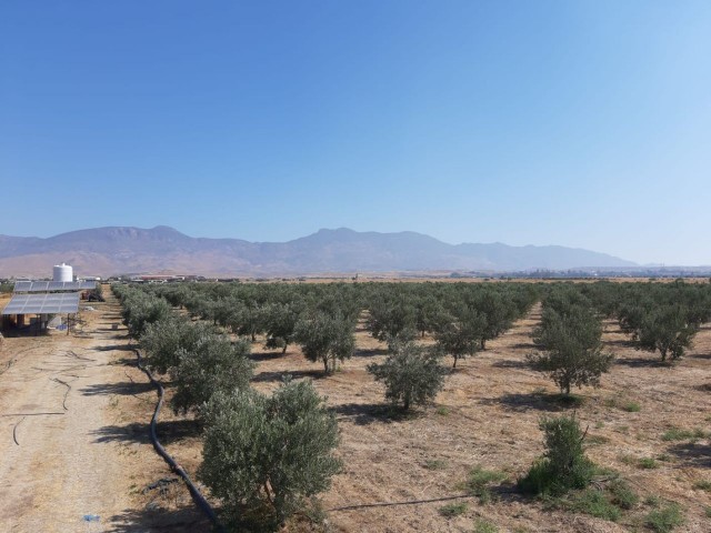 Exclusive From Redstone Island, Sole Authorized Field With 1100 Mature Olive Trees Within 25.5 Acres In Düzova Region