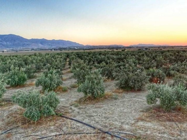 Nur von Redstone Island aus zugelassen: Ein 25,5 Dekaden großes Feld mit 1100 ausgewachsenen Olivenbäumen in der Region Düzova