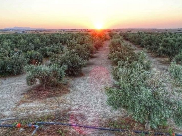 Redstone İsland’dan Tek Yetkili Düzova Bölgesinde 25.5 Dönümlük İçinde 1100 Yetişkin Zeytin Ağacı Bulunan Tarla