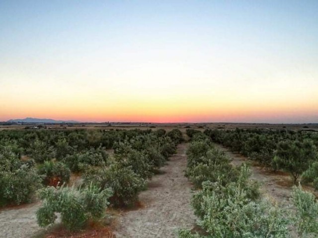 فقط مجاز از جزیره Redstone: یک مزرعه 25.5 دکری با 1100 درخت زیتون بالغ در منطقه دوزووا