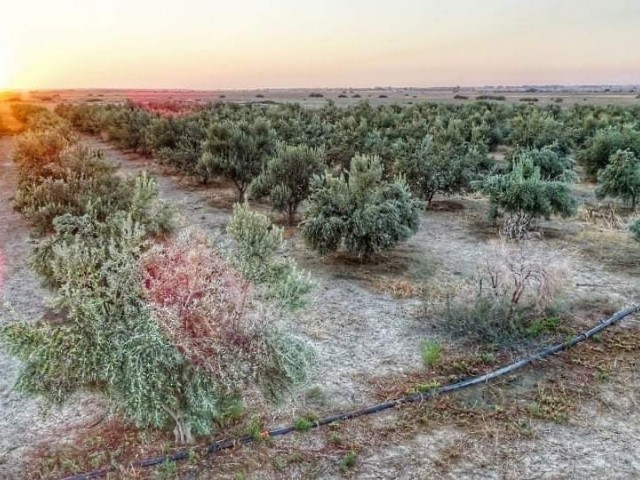 Nur von Redstone Island aus zugelassen: Ein 25,5 Dekaden großes Feld mit 1100 ausgewachsenen Olivenbäumen in der Region Düzova