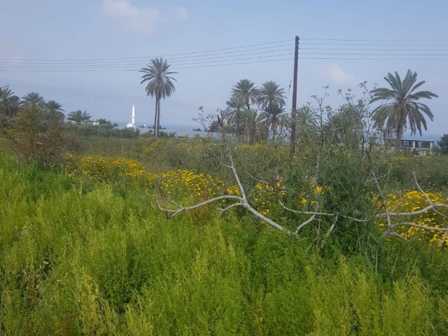 Land for sale in Famagusta Tatlısu region