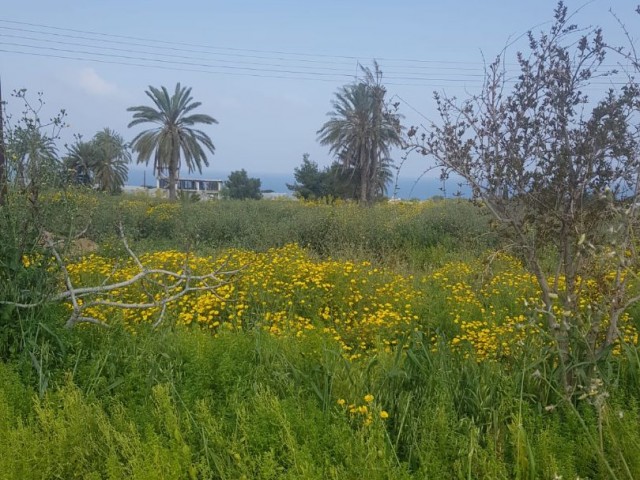 Land for sale in Famagusta Tatlısu region