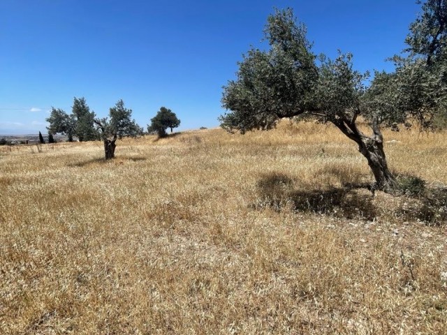 Residential Zoned Plot For Sale in Dikmen, Kyrenia