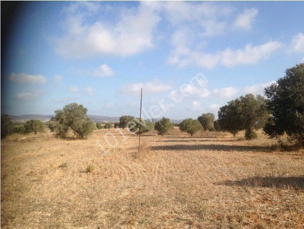 8 ACRES OF TURKISH KOCANLI FOR SALE ON ISKELE MEHMETÇIK ** 