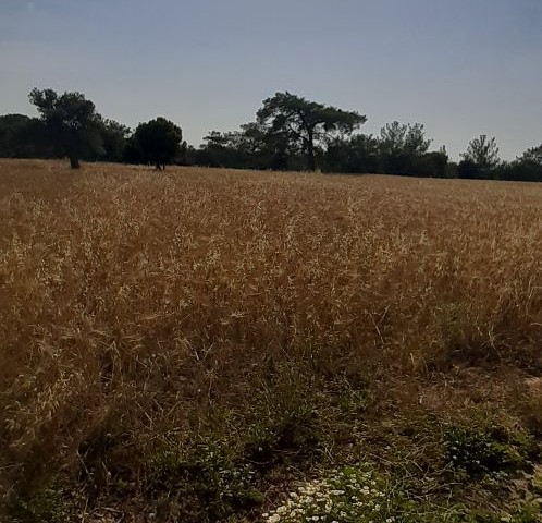 LAND WITH AN INTERESTING VIEW IN A SITE LOCATION IN KARAAĞAC