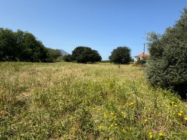 Field with 4 Flats for Sale in Alsancak