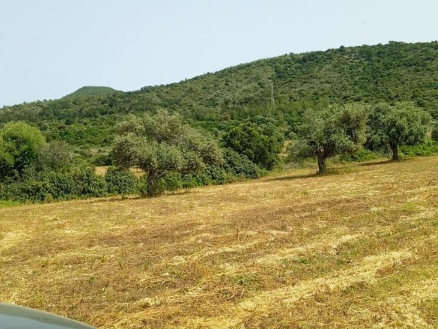 Feld Zu verkaufen in Yeni Erenköy, Iskele