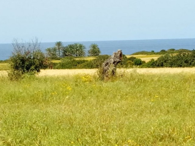 Land for Sale by Owner in Yeni Erenköy