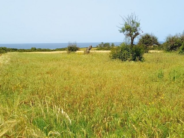 Land for Sale by Owner in Yeni Erenköy