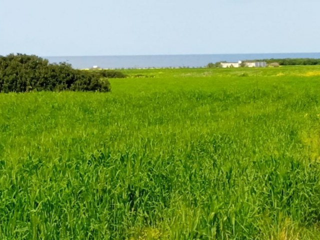 Grundstück zum Verkauf durch den Eigentümer in Yeni Erenköy