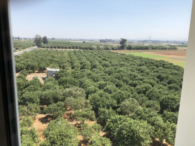 تخت برای اجاره in Güzelyurt Merkez, گوزلیورت