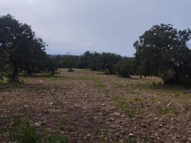 LAND FOR SALE IN TATLISU 