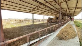 Animal Farm in 3000m2 in Dörtyol. £85,000