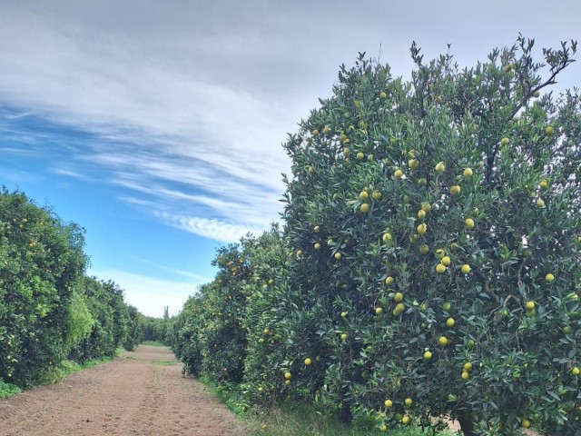 1 acre plot with 14 orange trees