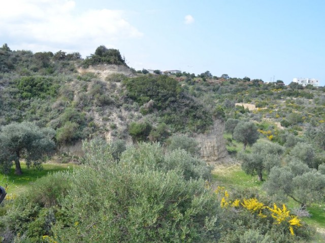 رشته برای فروش in Bahçeli, گیرنه