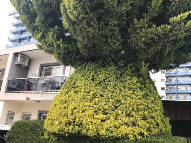 Unsere Wohnung zur Miete an einem ruhigen Ort in der Gegend von Long Beach-Şskele.