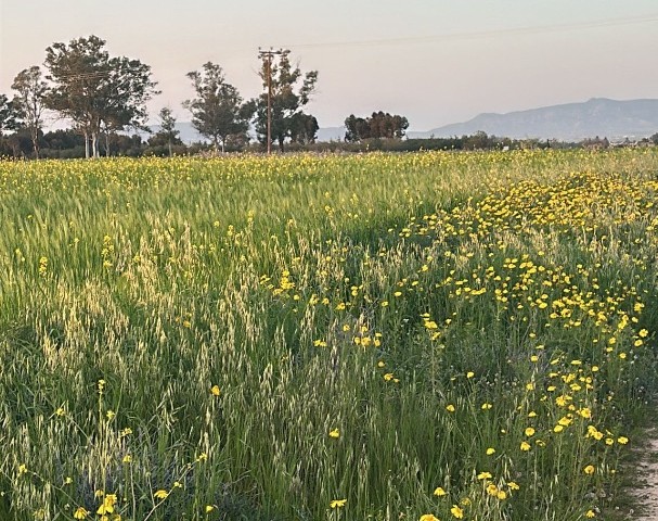 LAND FOR SALE on İnönü Akdoğan Main Road, TÜRK KOÇANLI CHAPTER 96