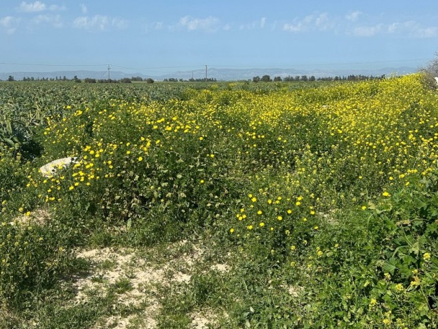 زمین برای فروش در جاده اصلی İnönü Akdoğan، TÜRK KOÇANLI فصل 96