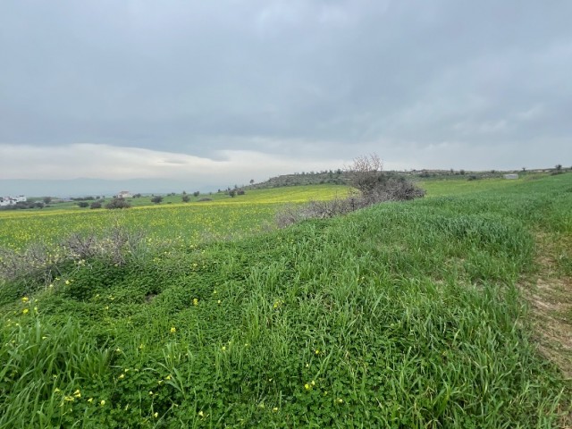 AT THE BOTTOM OF A ZONED LAND IN GIRNE/GÖÇERİ, CURRENTLY CLOSED FOR DEVELOPMENT, AFFORDABLE PRICE, TURKISH KOÇAN 23 DECLARES OF LAND FOR INVESTMENT.. 0533 859 21 66