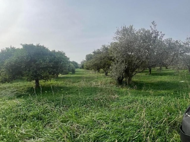 ZITRUSGARTEN ZUM VERKAUF IN GÜZELYURT YAYLA