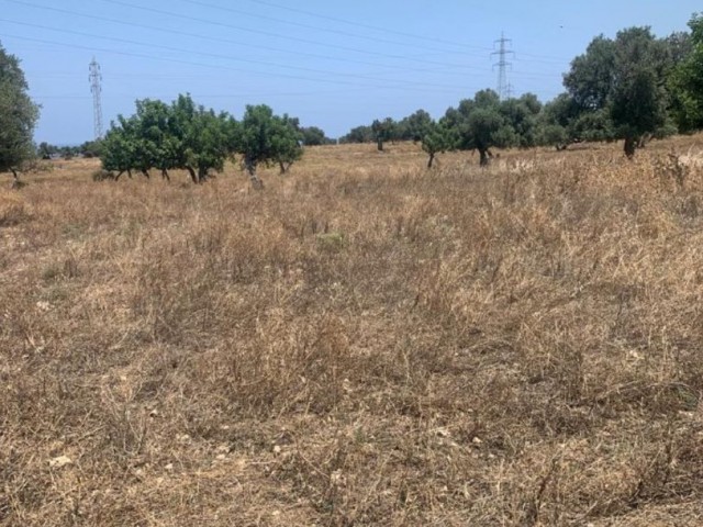 INVESTMENT LAND CLOSED TO DEVELOPMENT OPPOSITE ÇATALKÖY ELEXUS HOTEL